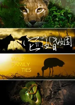 《它们的婚姻》影评：当爱情遭遇现实，婚姻是坟墓还是港湾？深度剖析与情感共鸣！