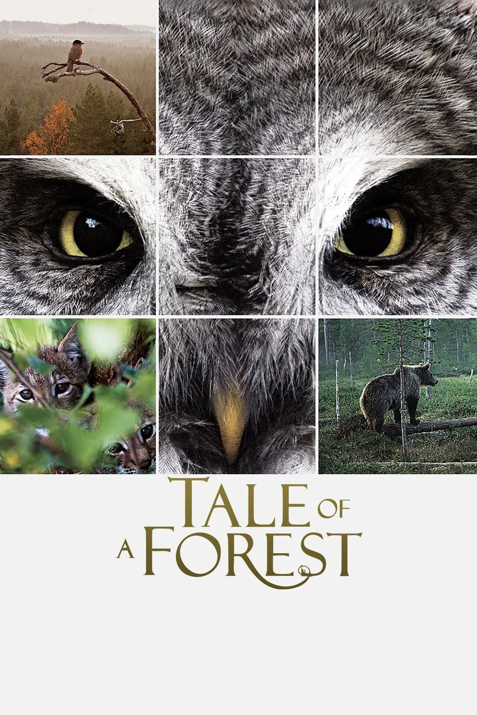 《森之传说》：一场治愈心灵的奇幻之旅，感受自然之美与生命的真谛！